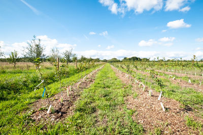 Scenic view of agricultural field against sky