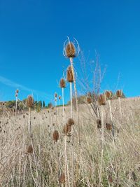 Dry plants on field against blue sky