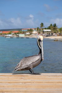 View of a bird on beach