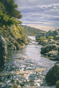 Scenic view of river amidst trees against sky