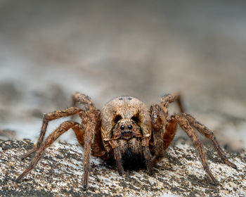 Close-up of spider