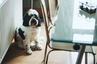 Close-up of dog sitting on table