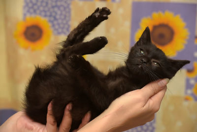 Midsection of person holding cat