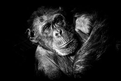 Black and white portrait of chimpanzee aka pan troglodytes