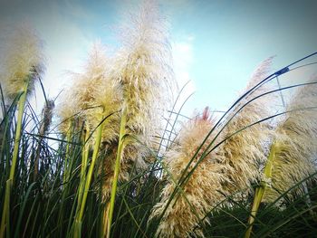 Plants growing on landscape