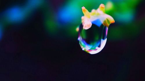 Close-up of flower against blurred background