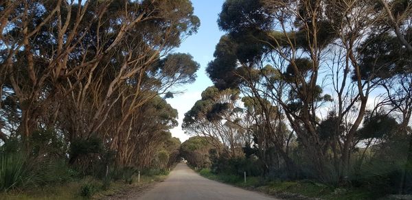 Road amidst trees against sky