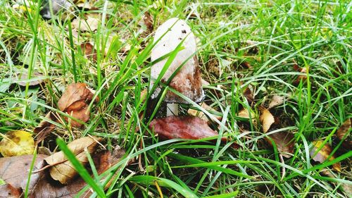 High angle view of mushroom on field