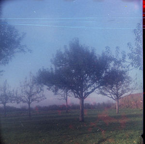 Trees on field against sky