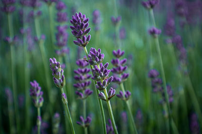 Close-up of lavender blooming outdoors