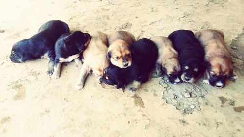 High angle view of dogs on sand at beach