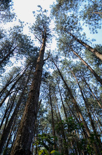 Low angle view of trees against sky