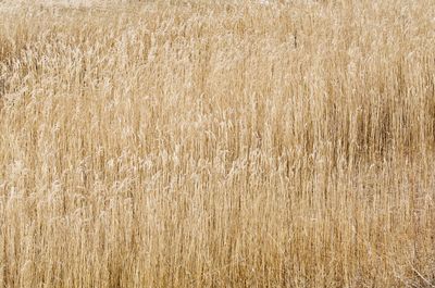 Full frame shot of wheat field