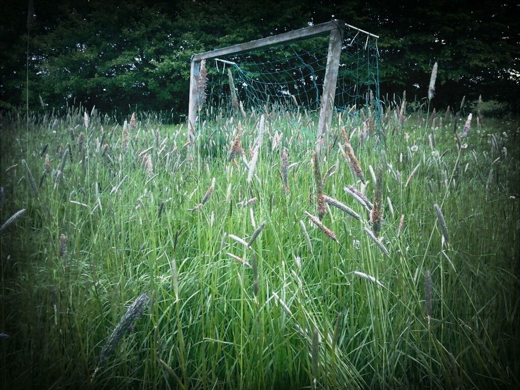 grass, field, growth, plant, grassy, fence, nature, tranquility, rural scene, landscape, outdoors, no people, farm, day, green color, agriculture, tranquil scene, sunlight, beauty in nature, non-urban scene