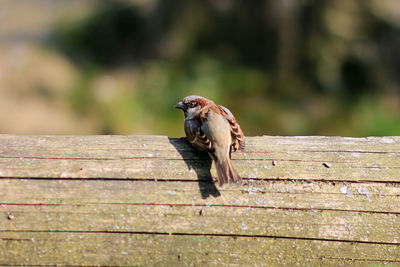 Bird perching on wood