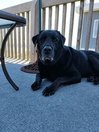 Portrait of black dog sitting on floor