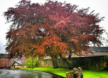 Autumnal leaves on tree trunk