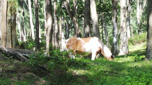 Horses in a forest