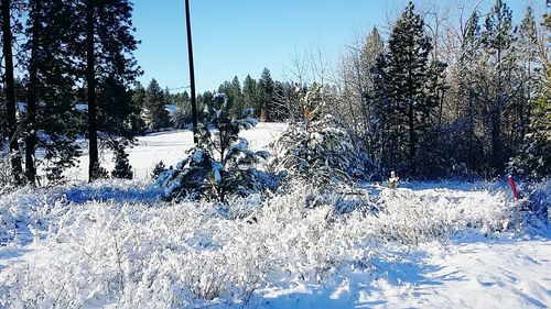 Trees on snow covered field