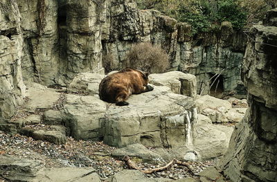 View of an animal on rock