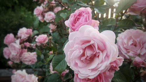 Close-up of pink roses