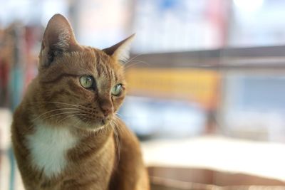 Close-up portrait of cat