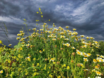 Yellow flowering plants on field against sky