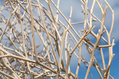 Low angle view of plants against sky