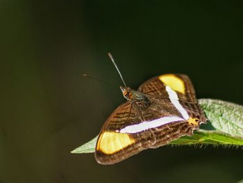 Close-up of insect on white surface
