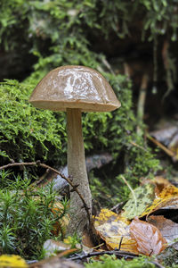 Close-up of mushroom growing on land