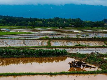 Scenic view of agricultural field by lake