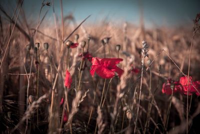 Close-up of red flowering plants on field