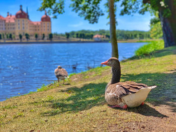 Ducks on a lake