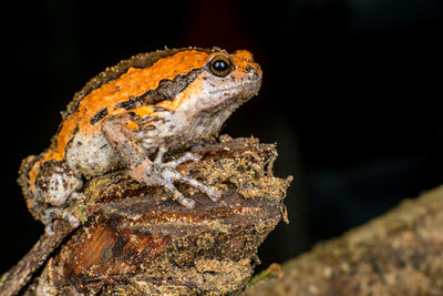 Close-up of lizard on rock