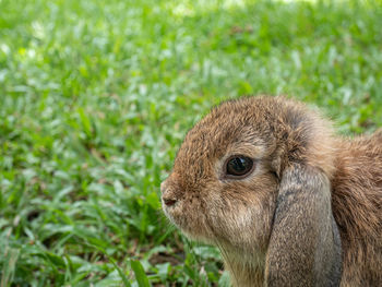 Close-up of a rabbit on field