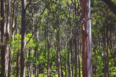 Trees in forest