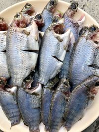 High angle view of fish for sale in market