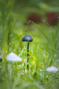 Black and white fungi, growing among green grass, tropical plants, aceh-indonesia