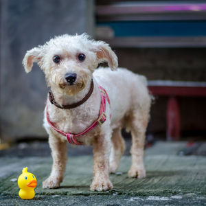 Close-up portrait of dog