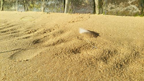 High angle view of bird on sand