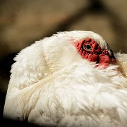 Close-up of a bird