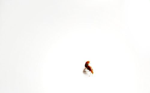 Close-up of insect on white background