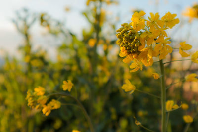 Close-up of yellow flowering plant