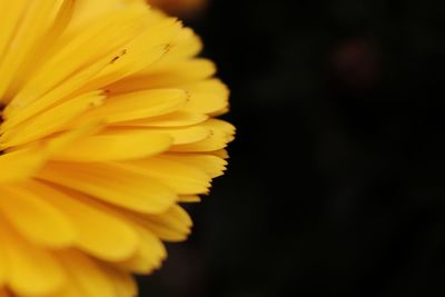 Close-up of insect on yellow flower
