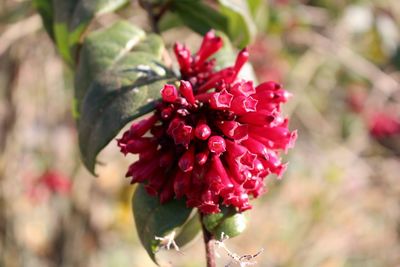 Close-up of red flower bud