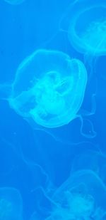 Close-up of jellyfish in sea