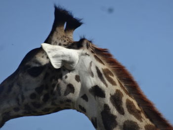 Close-up of horse against clear sky