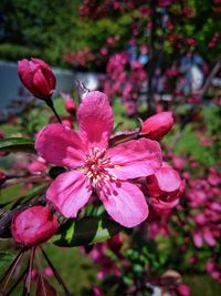 Close-up of pink flowering plant