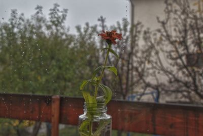 Close-up of flowering plant in vase against blurred background