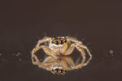 Close-up of spider on black background